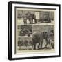 The Sale by Auction of Myers' Great American Circus and Hippodrome-John Charles Dollman-Framed Premium Giclee Print