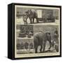 The Sale by Auction of Myers' Great American Circus and Hippodrome-John Charles Dollman-Framed Stretched Canvas
