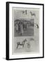 The Sale of the King's Horses at Sandringham, 4 February-Ralph Cleaver-Framed Giclee Print