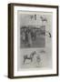 The Sale of the King's Horses at Sandringham, 4 February-Ralph Cleaver-Framed Giclee Print