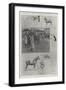 The Sale of the King's Horses at Sandringham, 4 February-Ralph Cleaver-Framed Giclee Print