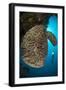 The Salvador Dali Sponge with Intricate Swirling Surface Pattern, Indonesia-null-Framed Photographic Print