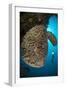 The Salvador Dali Sponge with Intricate Swirling Surface Pattern, Indonesia-null-Framed Photographic Print