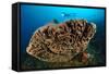 The Salvador Dali Sponge with Intricate Swirling Surface Pattern, Indonesia-null-Framed Stretched Canvas