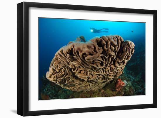 The Salvador Dali Sponge with Intricate Swirling Surface Pattern, Indonesia-null-Framed Photographic Print