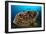 The Salvador Dali Sponge with Intricate Swirling Surface Pattern, Indonesia-null-Framed Photographic Print