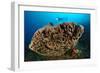 The Salvador Dali Sponge with Intricate Swirling Surface Pattern, Indonesia-null-Framed Photographic Print