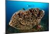 The Salvador Dali Sponge with Intricate Swirling Surface Pattern, Indonesia-null-Mounted Photographic Print