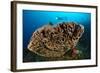 The Salvador Dali Sponge with Intricate Swirling Surface Pattern, Indonesia-null-Framed Photographic Print