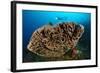 The Salvador Dali Sponge with Intricate Swirling Surface Pattern, Indonesia-null-Framed Photographic Print