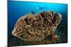 The Salvador Dali Sponge with Intricate Swirling Surface Pattern, Indonesia-null-Mounted Photographic Print