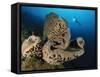 The Salvador Dali Sponge with Intricate Swirling Surface Pattern, Indonesia-null-Framed Stretched Canvas