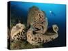 The Salvador Dali Sponge with Intricate Swirling Surface Pattern, Indonesia-null-Stretched Canvas