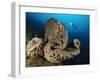 The Salvador Dali Sponge with Intricate Swirling Surface Pattern, Indonesia-null-Framed Photographic Print