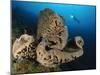 The Salvador Dali Sponge with Intricate Swirling Surface Pattern, Indonesia-null-Mounted Photographic Print