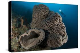 The Salvador Dali Sponge with Intricate Swirling Surface Pattern, Indonesia-null-Stretched Canvas