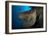 The Salvador Dali Sponge with Intricate Swirling Surface Pattern, Indonesia-null-Framed Photographic Print