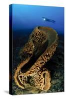 The Salvador Dali Sponge with Intricate Swirling Surface Pattern, Indonesia-null-Stretched Canvas