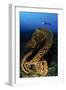 The Salvador Dali Sponge with Intricate Swirling Surface Pattern, Indonesia-null-Framed Photographic Print