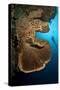 The Salvador Dali Sponge with Intricate Swirling Surface Pattern, Indonesia-null-Stretched Canvas