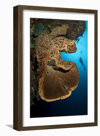 The Salvador Dali Sponge with Intricate Swirling Surface Pattern, Indonesia-null-Framed Photographic Print