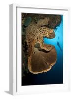 The Salvador Dali Sponge with Intricate Swirling Surface Pattern, Indonesia-null-Framed Photographic Print