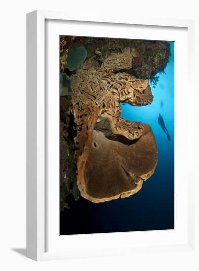 The Salvador Dali Sponge with Intricate Swirling Surface Pattern, Indonesia-null-Framed Photographic Print