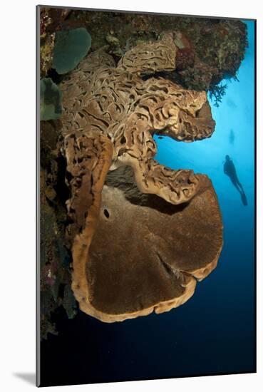 The Salvador Dali Sponge with Intricate Swirling Surface Pattern, Indonesia-null-Mounted Photographic Print