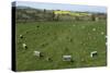 The Sanctuary, Ancient Ritual Site from About 2500Bc, Avebury, Wiltshire, England, United Kingdom-Rolf Richardson-Stretched Canvas