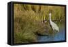 The sandhill crane is a large North American crane.-Richard Wright-Framed Stretched Canvas