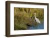 The sandhill crane is a large North American crane.-Richard Wright-Framed Photographic Print