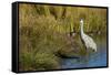 The sandhill crane is a large North American crane.-Richard Wright-Framed Stretched Canvas