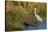The sandhill crane is a large North American crane.-Richard Wright-Stretched Canvas