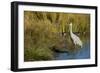 The sandhill crane is a large North American crane.-Richard Wright-Framed Photographic Print