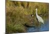 The sandhill crane is a large North American crane.-Richard Wright-Mounted Photographic Print
