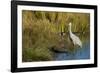 The sandhill crane is a large North American crane.-Richard Wright-Framed Photographic Print