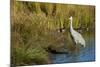 The sandhill crane is a large North American crane.-Richard Wright-Mounted Photographic Print