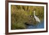 The sandhill crane is a large North American crane.-Richard Wright-Framed Photographic Print