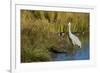 The sandhill crane is a large North American crane.-Richard Wright-Framed Photographic Print