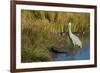 The sandhill crane is a large North American crane.-Richard Wright-Framed Photographic Print