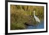 The sandhill crane is a large North American crane.-Richard Wright-Framed Photographic Print