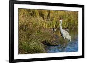 The sandhill crane is a large North American crane.-Richard Wright-Framed Photographic Print