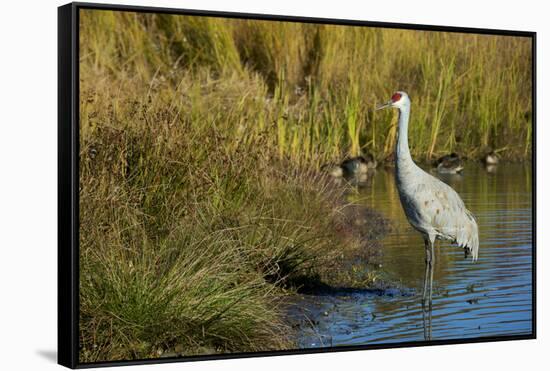 The sandhill crane is a large North American crane.-Richard Wright-Framed Stretched Canvas