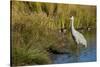 The sandhill crane is a large North American crane.-Richard Wright-Stretched Canvas