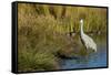 The sandhill crane is a large North American crane.-Richard Wright-Framed Stretched Canvas