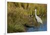 The sandhill crane is a large North American crane.-Richard Wright-Framed Photographic Print