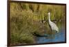 The sandhill crane is a large North American crane.-Richard Wright-Framed Photographic Print