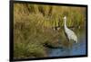 The sandhill crane is a large North American crane.-Richard Wright-Framed Photographic Print