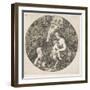 The Satyr's Wife, 1656-Stefano Della Bella-Framed Giclee Print