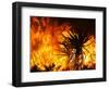 The Sawtooth Complex Fire Burns Near Morongo Valley, Calif.-null-Framed Photographic Print